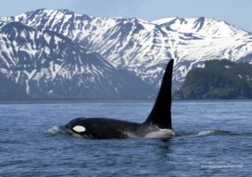 Inside Passage Cruises